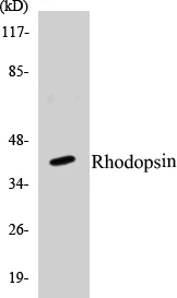 Rhodopsin Cell Based ELISA Kit (A102908-96)