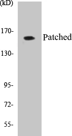 Patched Cell Based ELISA Kit (A103398-96)