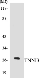 TNNI3 Cell Based ELISA Kit (A103757-96)