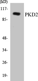 PKD2 Cell Based ELISA Kit (A103256-96)