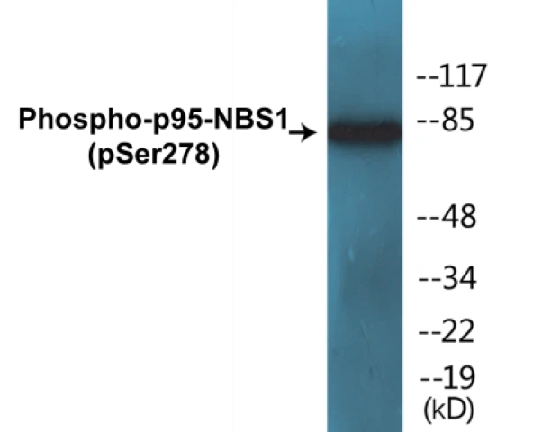 p95-NBS1 (phospho Ser278) Cell Based ELISA Kit (A102786-296)