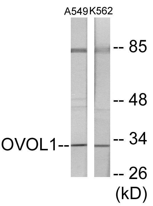 OVOL1 Cell Based ELISA Kit (A103457-96)