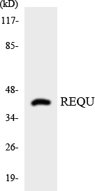 REQU Cell Based ELISA Kit (A103554-96)