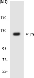 ST5 Cell Based ELISA Kit (A103576-96)