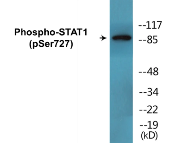 STAT1 (phospho Ser727) Cell Based ELISA Kit (A103806-296)