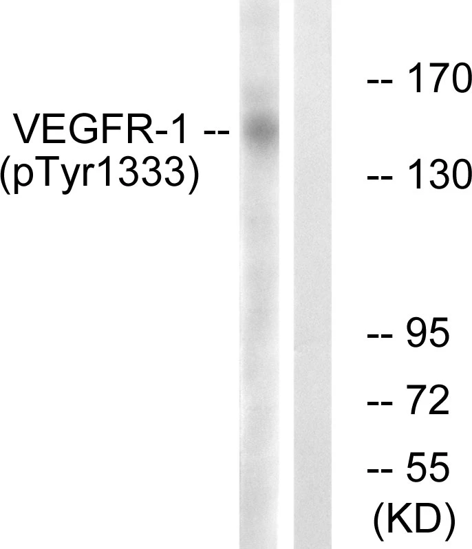 VEGFR1 (phospho Tyr1333) Cell Based ELISA Kit (A103776-296)