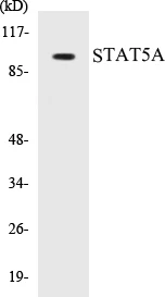 STAT5A Cell Based ELISA Kit (A103015-96)