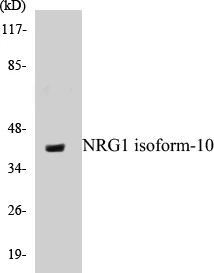 NRG1 isoform-10 Cell Based ELISA Kit (A102833-96)