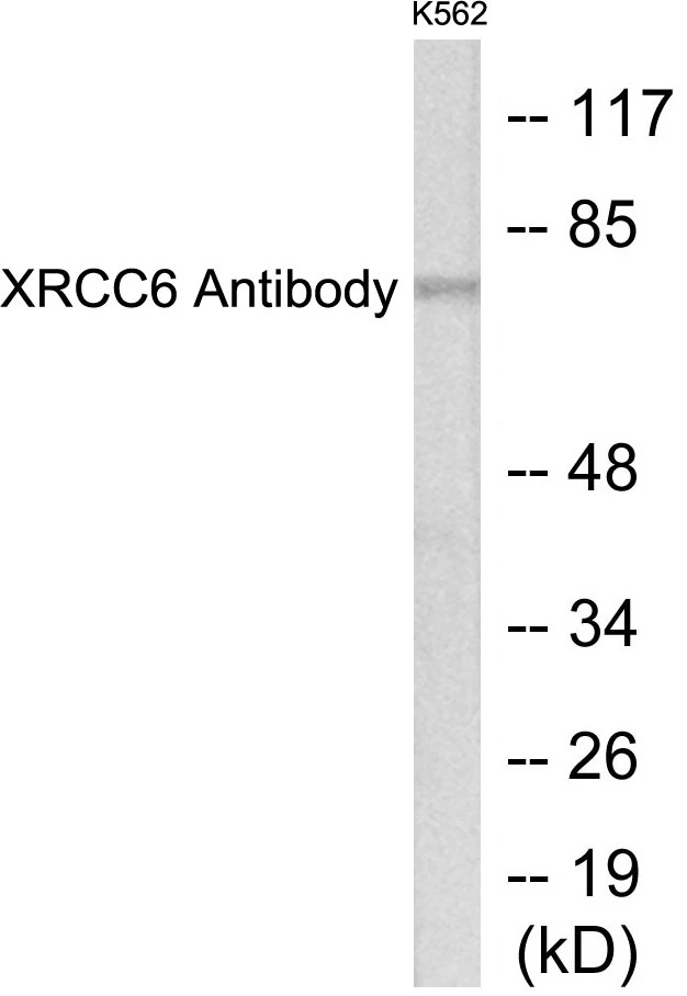 XRCC6 Cell Based ELISA Kit (A103456-96)