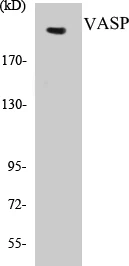 Tuberin Cell Based ELISA Kit (A102971-96)