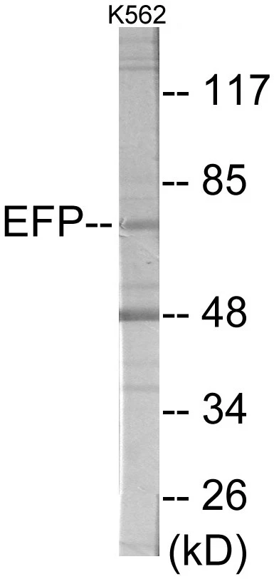 ZNF147 Cell Based ELISA Kit (A103658-96)