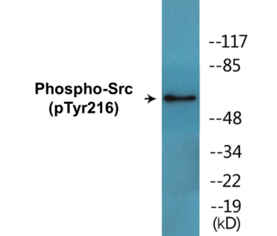 Src (phospho Tyr216) Cell Based ELISA Kit (A102410-296)