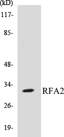 RFA2 Cell Based ELISA Kit (A103529-96)