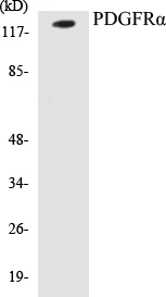 PDGFR alpha Cell Based ELISA Kit (A103373-96)