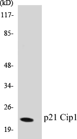 p21Cip1 Cell Based ELISA Kit (A102969-96)