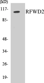 RFWD2 Cell Based ELISA Kit (A103451-96)