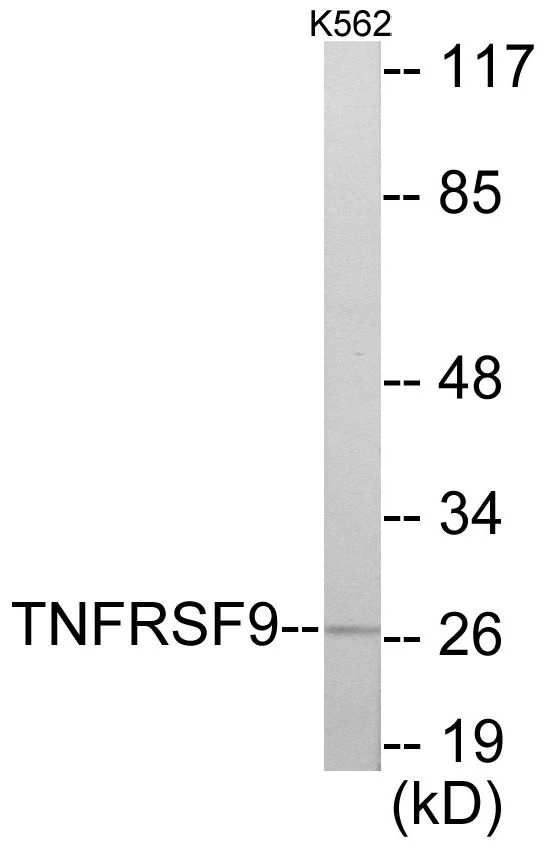 TNFRSF9 Cell Based ELISA Kit (A103640-96)