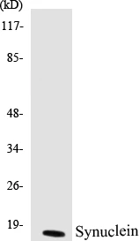 Synuclein Cell Based ELISA Kit (A102920-96)