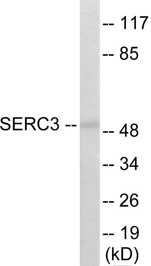 SERC3 Cell Based ELISA Kit (A103163-96)