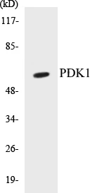 PDK1 Cell Based ELISA Kit (A103200-96)