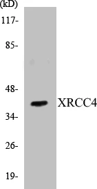 XRCC4 Cell Based ELISA Kit (A103686-96)