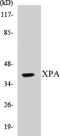 XPA Cell Based ELISA Kit (A103559-96)