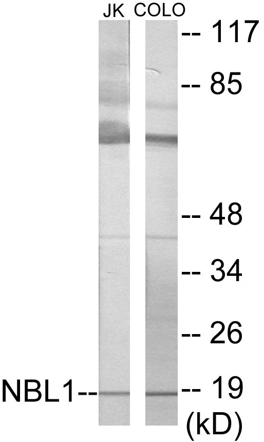 NBL1 Cell Based ELISA Kit (A103735-96)