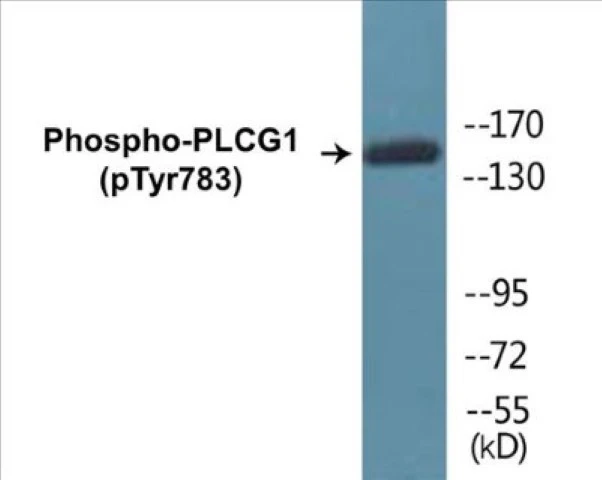 PLCG1 (phospho Tyr783) Cell Based ELISA Kit (A102122-296)