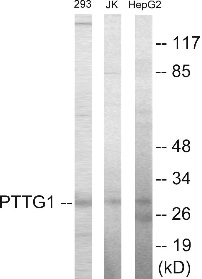 PTTG1 Cell Based ELISA Kit (A103691-96)