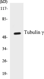 Tubulin gamma Cell Based ELISA Kit (A102846-96)