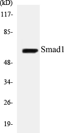 Smad1 Cell Based ELISA Kit (A103116-96)