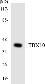 TBX10 Cell Based ELISA Kit (A103688-96)