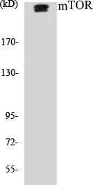 Mtor Cell Based ELISA Kit (A103249-96)