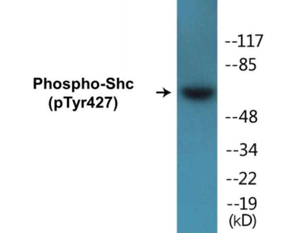 Shc (phospho Tyr427) Cell Based ELISA Kit (A102412-296)