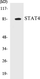 STAT4 Cell Based ELISA Kit (A103120-96)