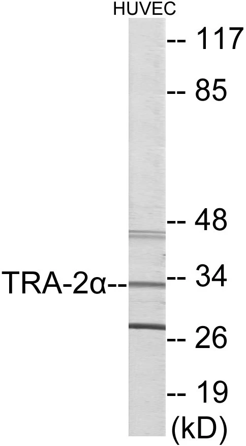 TRA-2 alpha Cell Based ELISA Kit (A103375-96)