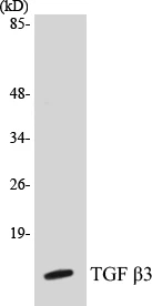 TGF beta 3 Cell Based ELISA Kit (A102902-96)