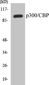 p300 Cell Based ELISA Kit (A103252-96)