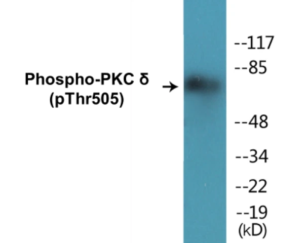 PKC delta (phospho Thr505) Cell Based ELISA Kit (A102544-296)