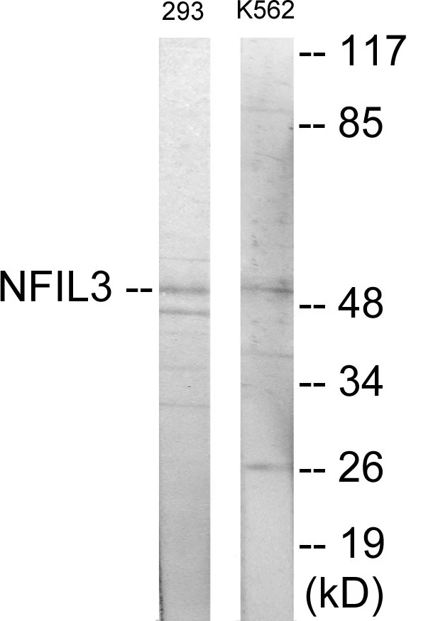 NFIL3 Cell Based ELISA Kit (A103169-96)