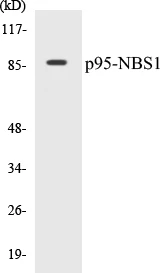 p95-NBS1 Cell Based ELISA Kit (A103636-96)