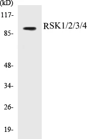 RSK1 + 2 + 3 + 4 Cell Based ELISA Kit (A103367-96)