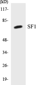 SF1 Cell Based ELISA Kit (A103570-96)