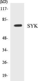 SYK Cell Based ELISA Kit (A103751-96)