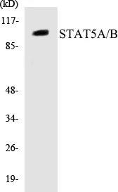 STAT5A + B Cell Based ELISA Kit (A102899-96)