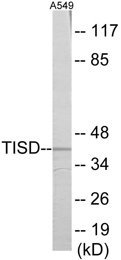 TISD Cell Based ELISA Kit (A103541-96)