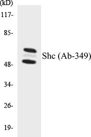 Shc Cell Based ELISA Kit (A103324-96)