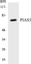 PIAS3 Cell Based ELISA Kit (A103109-96)