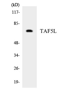 TAF5L Cell Based ELISA Kit (A103689-96)