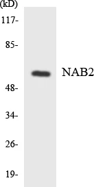 NAB2 Cell Based ELISA Kit (A103551-96)